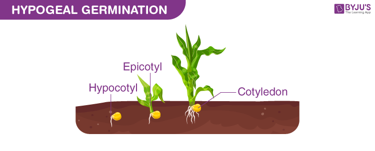 Hypogeal Germination