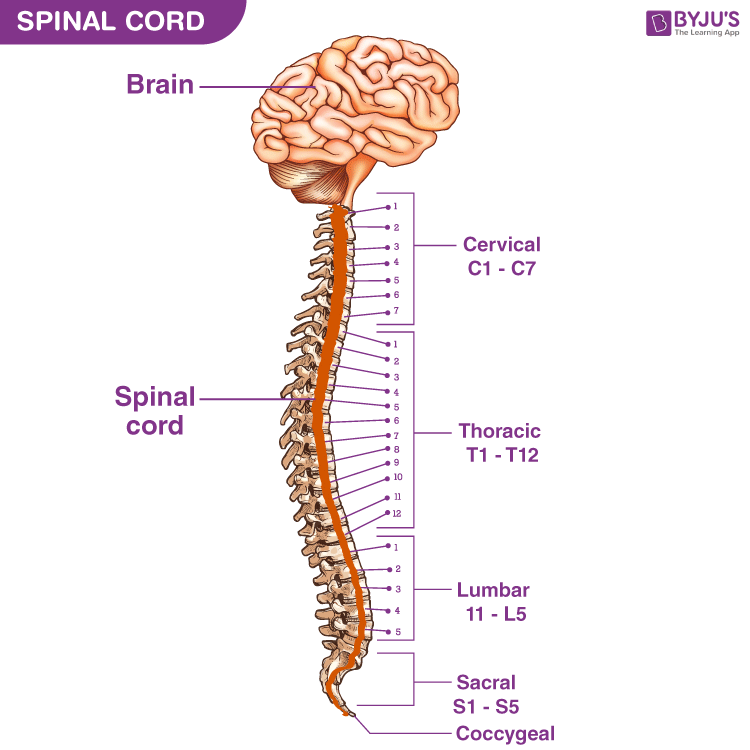 spinal cord layout