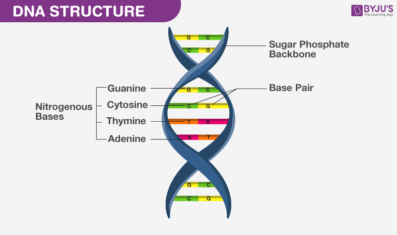 what-is-dna-and-why-is-dna-negatively-charged-an-overview