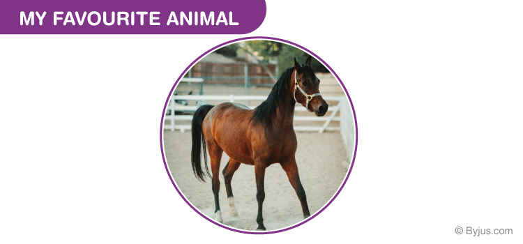 My Favourite Animal Horse Essay for Class 3