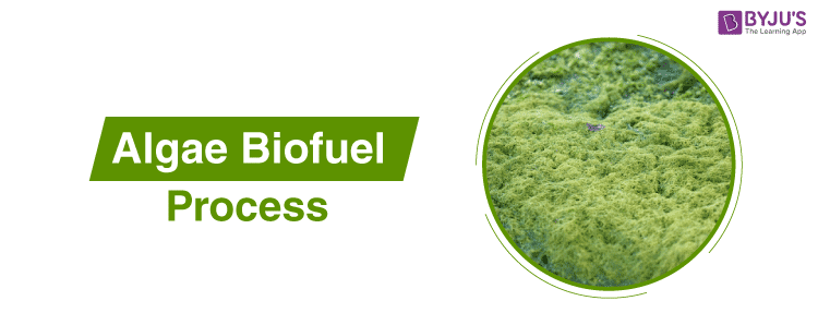 Algae Biofuel Process