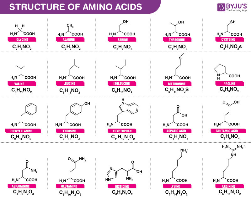 20 Amino Acids Names