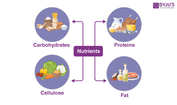 how to draw balance diet chart drawing || संतुलित आहार में क्या क्या होता  है? - YouTube