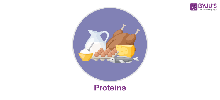 SOURCES-OF-PROTEINS 