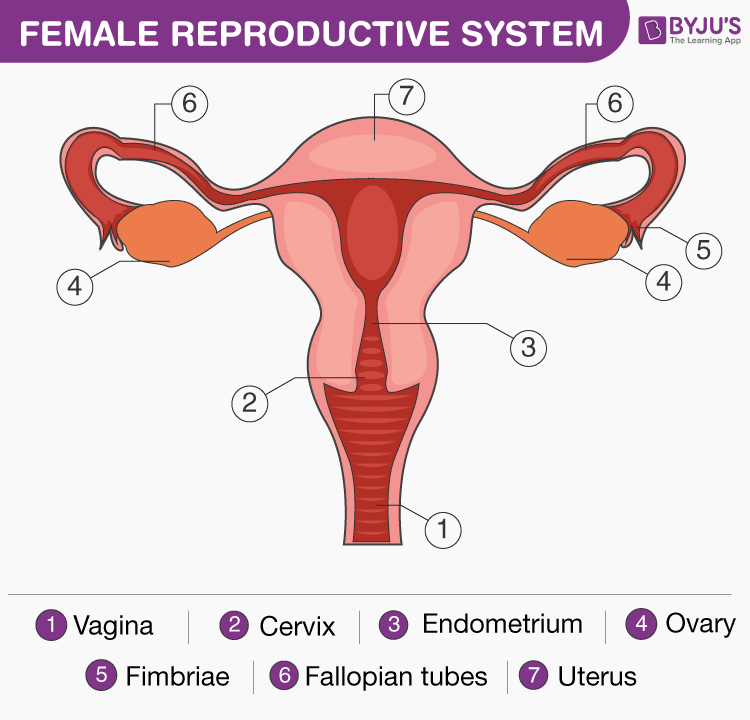 Female Reproductive System: Overview, Anatomy, and Physiology (2023)