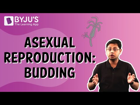 essay on types of asexual reproduction