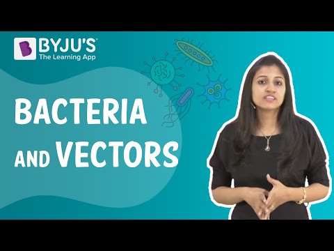 Bacteria - Definition, Structure, Diagram, Classification