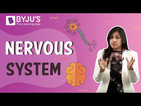 assignment on sympathetic nervous system