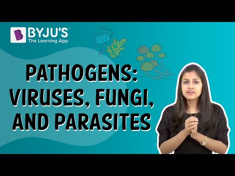 Pathogen Definition - Discover the meaning of pathogens, its impact and ...