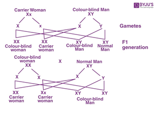 West Bengal Board Class 10 Life Science 2017 Question Paper solutions Group C Question 3.10 solution