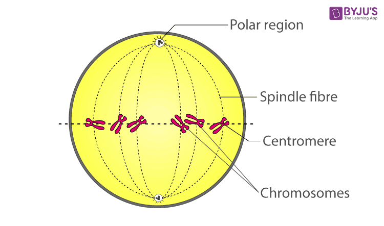 West Bengal Board Class 10 Life Science 2017 Question Paper Solutions Group D Question 4.1 (b) Solution