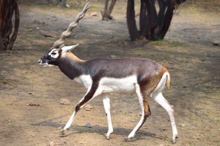 Blackbuck [The Indian Antelope] Characteristics, Behaviour &Conservation