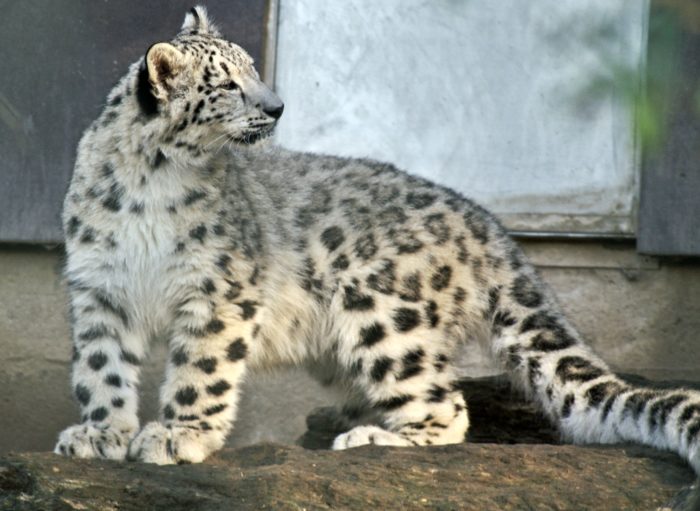 Snow Leopard: UPSC Environment and Ecology