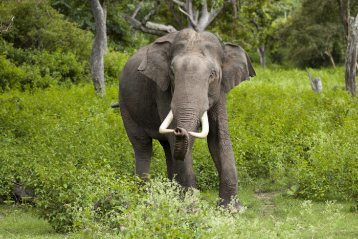 Asian Elephant: Characteristics and Conservation Status