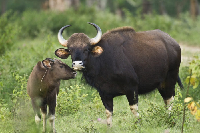 gaur size comparison