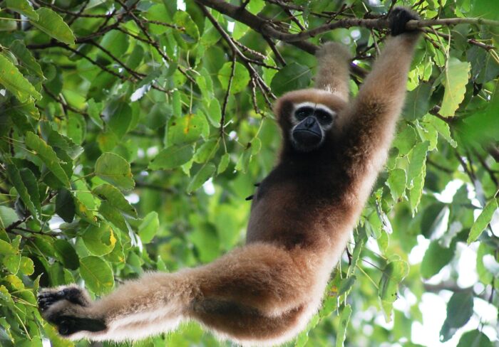 Hoolock Gibbons - UPSC Environment and Ecology