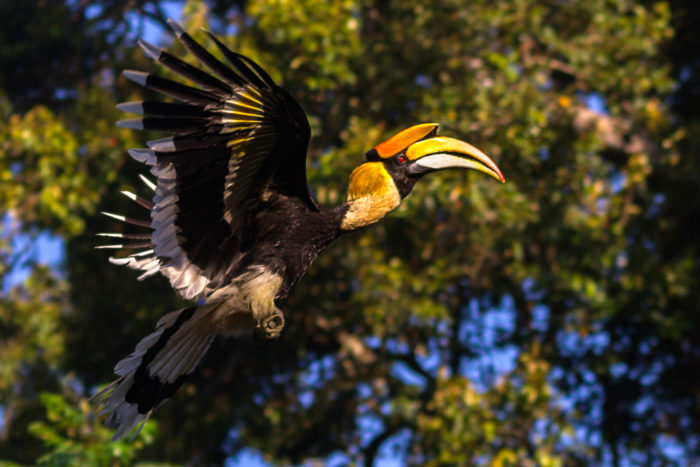 great hornbill flying in groups