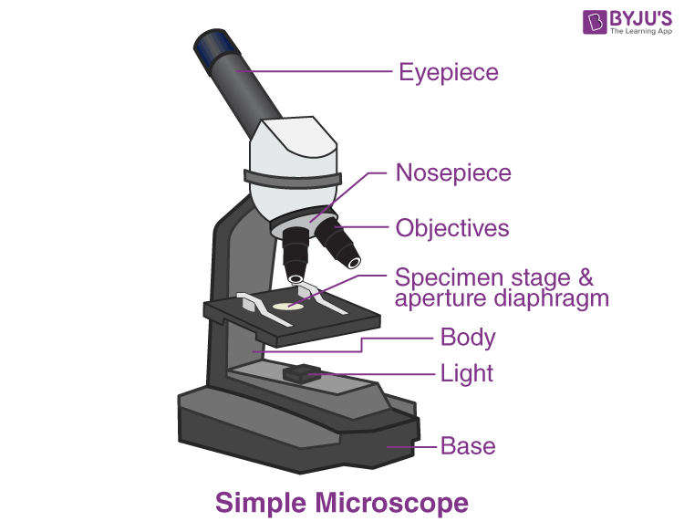 Simple Microscope Definition Magnification Parts And Uses