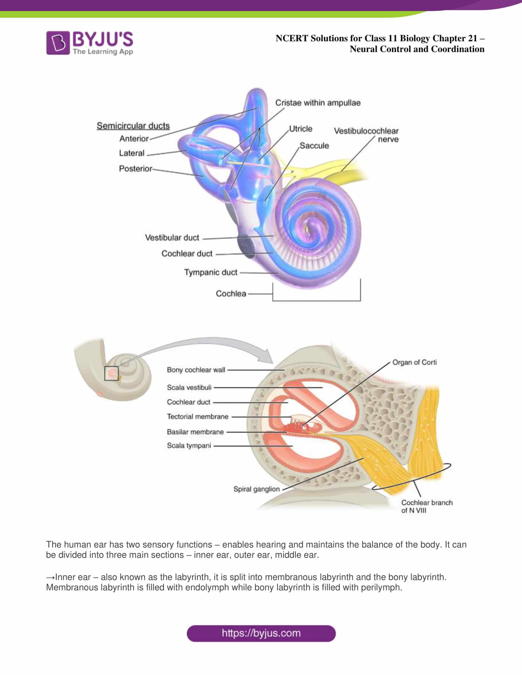 Ncert Solutions Class 11 Biology Chapter 21 Neural Control And Coordination Ncert Solutions Class 11 Biology Chapter 21 Neural Control And Coordination