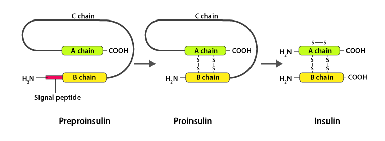 NCERT solutions class 12 biology chapter 12 - 1