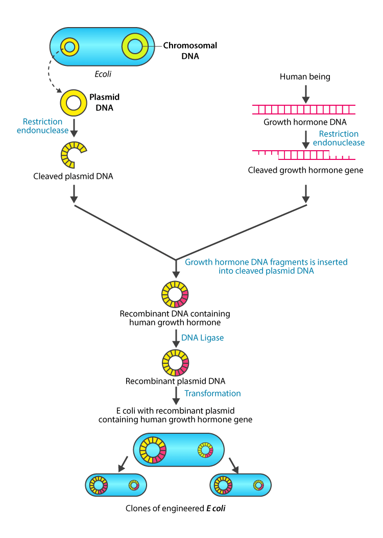 NCERT solutions class 12 biology chapter 12 - 2