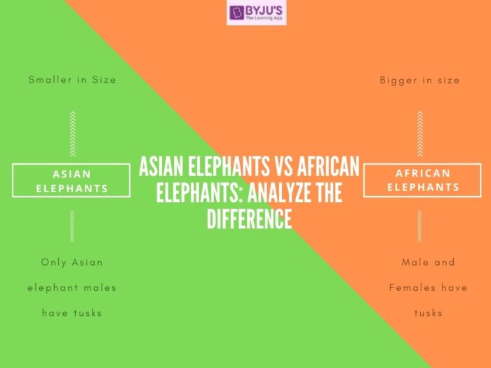 Difference between Asian and African Elephants | Asian vs African Elephants