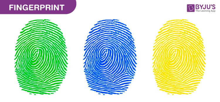 types of fingerprints and what they mean