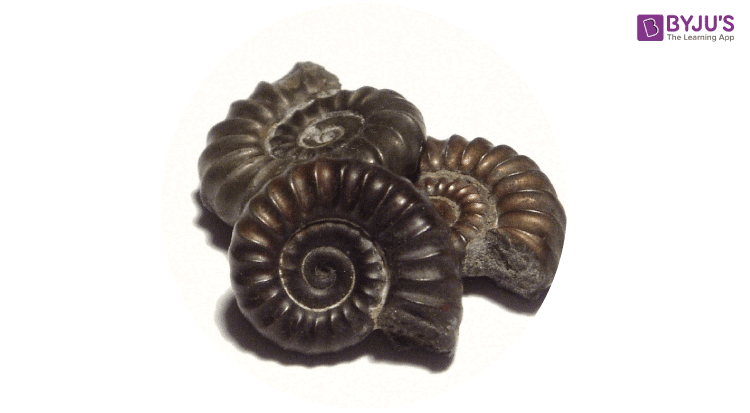 fossils 2