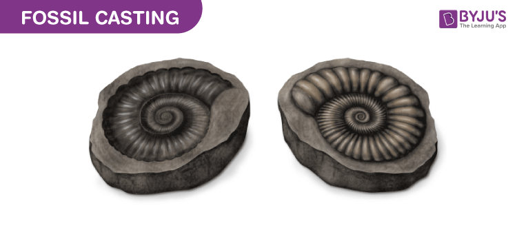 Fossil Casting