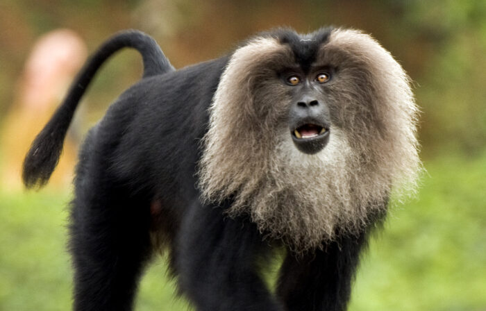 the lion tailed macaque Recently, lion-tailed macaque has been ...