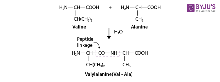 NCERT Solutions for Class 12 Chemistry Chapter 14 Biomolecules Q 12(i) Primary Structure