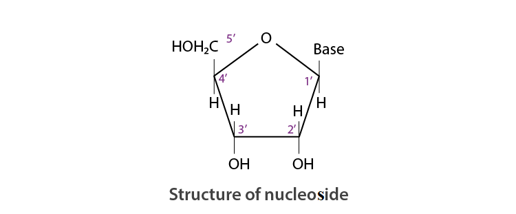 NCERT Solutions for Class 12 Chemistry Chapter 14 Biomolecules Q 22 Structure of a nucleoside