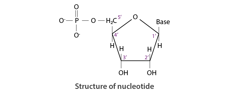 NCERT Solutions for Class 12 Chemistry Chapter 14 Biomolecules Q 22 Structure of a nucleotide