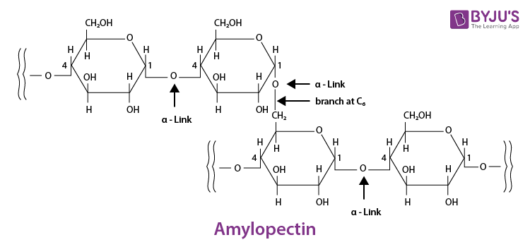 NCERT Solutions for Class 12 Chemistry Chapter 14 Biomolecules Q 8-1