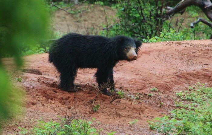 Sloth Bear Of Mysore