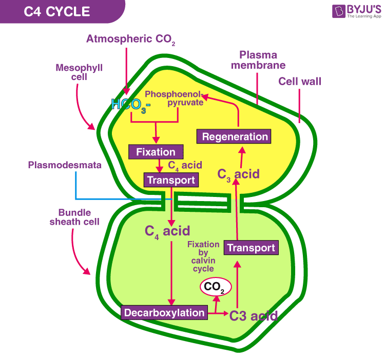 Hatch and Slack Cycle - Definition, Diagram, Steps, C4 Plants