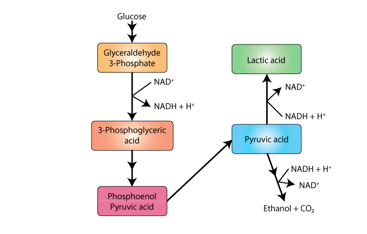 What Happens If No Oxygen Is Present for Cellular Respiration? Get the ... - Fermentation Steps