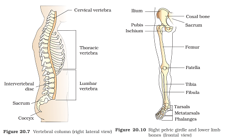 KVPY SX 2021 Biology Paper Solutions
