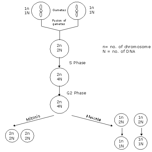 KVPY SX 2021 Solved Biology Paper