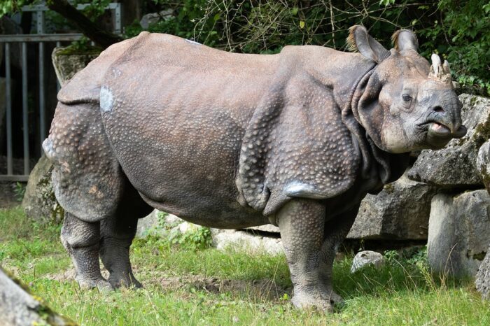 Indian Rhino - UPSC Environment and Ecology