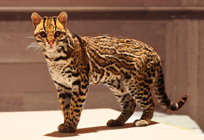 The Fishing Cat