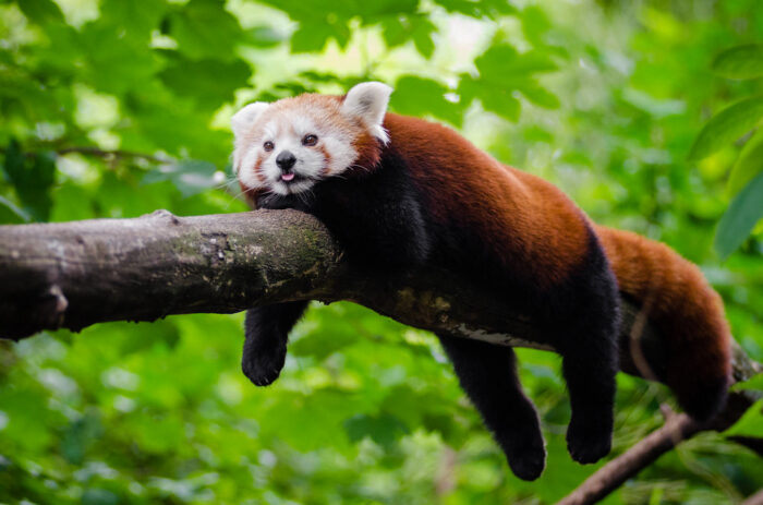 Indian Red Panda