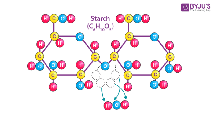 Starch - Definition, Formula, Uses, & Facts with Examples