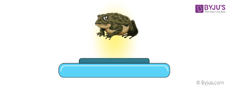 Frog in a magnetic field