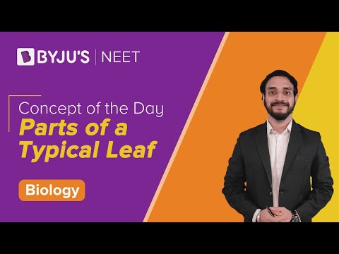 parts of leaf essay