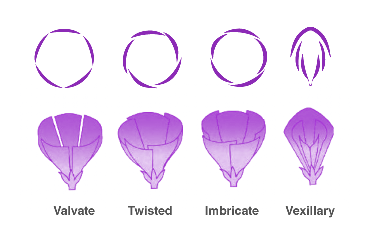 Aestivation