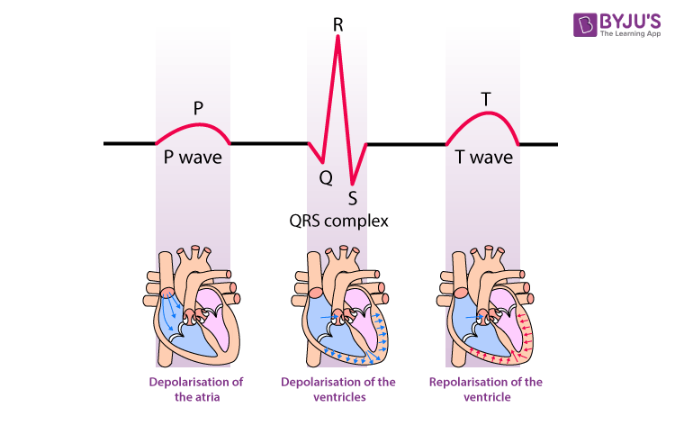 EKG basic (심전도 기본) : 네이버 블로그