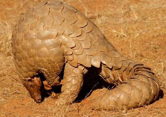 Indian Pangolin Characteristics and Conservation Status