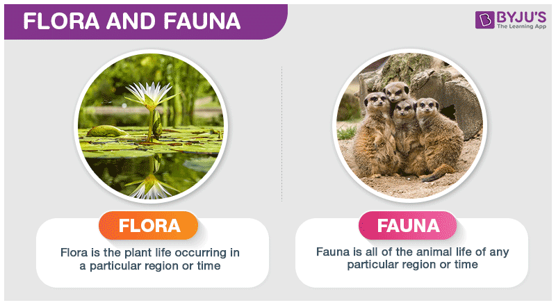 Flora and Fauna