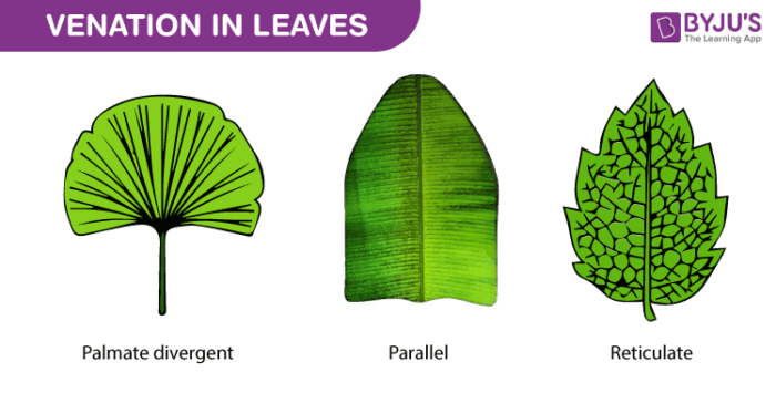 Types of venation